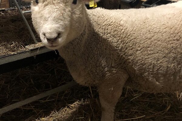 Massachusetts Sheep and Woolcraft Fair
